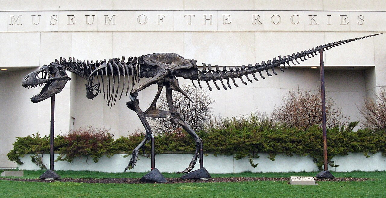 "Big Mike" T. rex skeleton cast outside the Museum of the Rockies