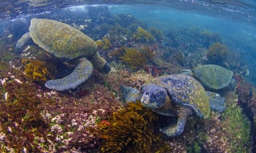 Green turtles feeding underwater, Galapagos Islands (Copyrigth dreamstime_xl_62479231)